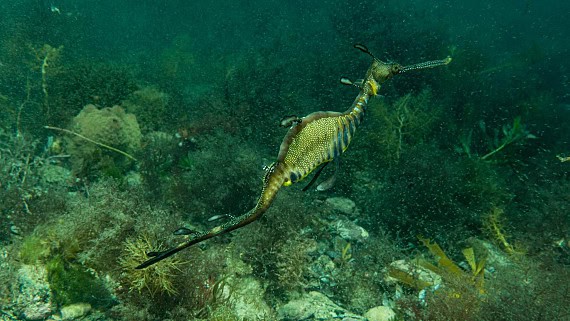 Underwater Image 7